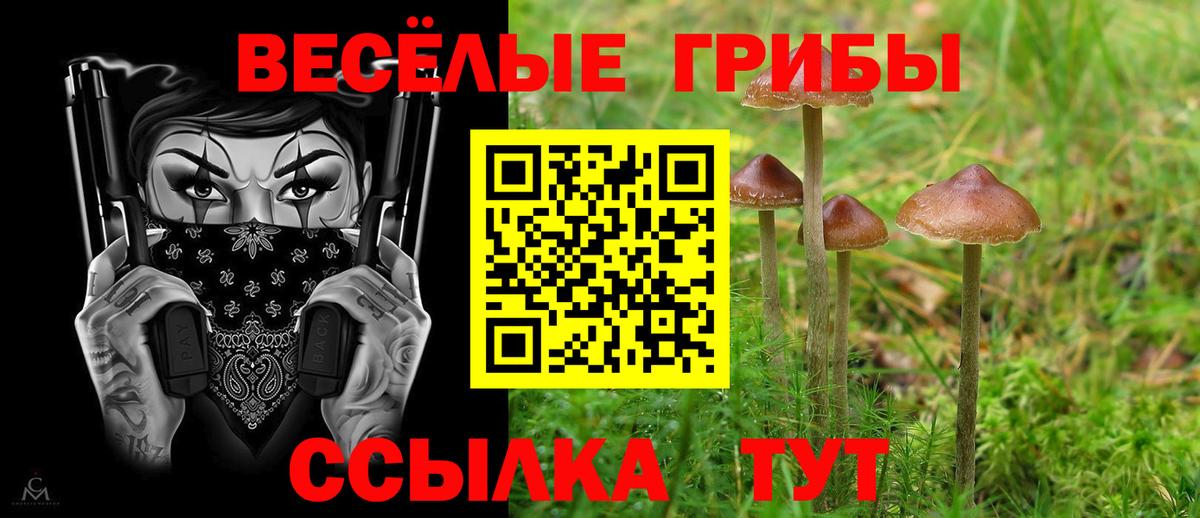 Псилоцибиновые грибы Psilocybe Куйбышев
